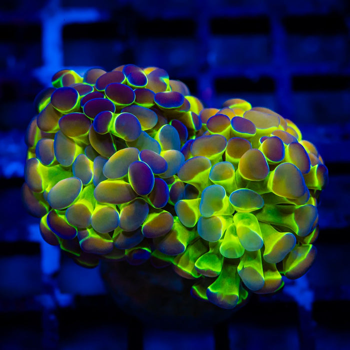 Euphyllia Hologram Branch Hammer