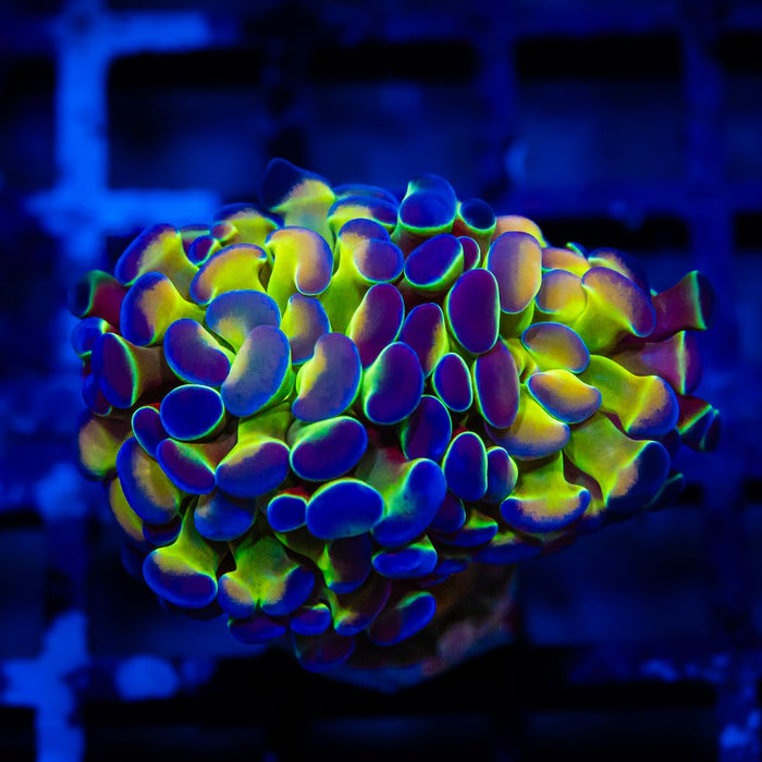 Euphyllia Hologram Branch Hammer