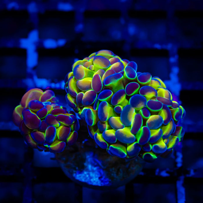 Euphyllia Hologram Branch Hammer