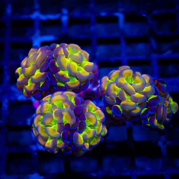 Euphyllia Hologram Branch Hammer Colony