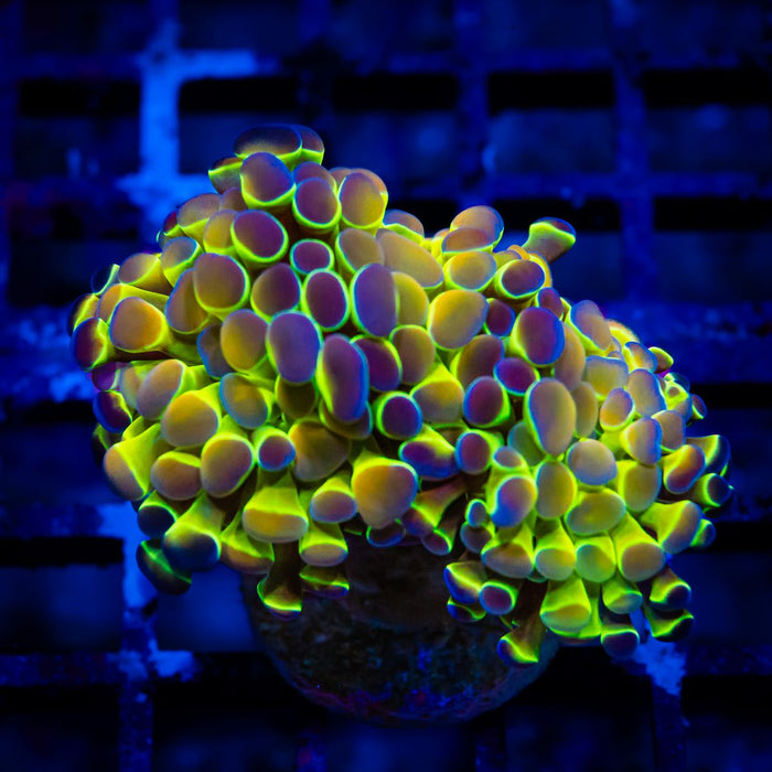 Euphyllia Hologram Branch Hammer