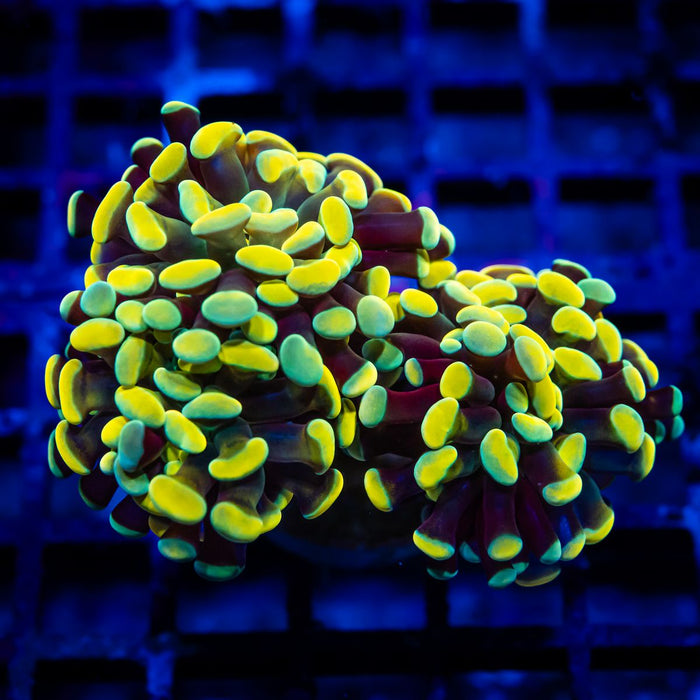 Euphyllia Gold Rainbow Branched Hammer