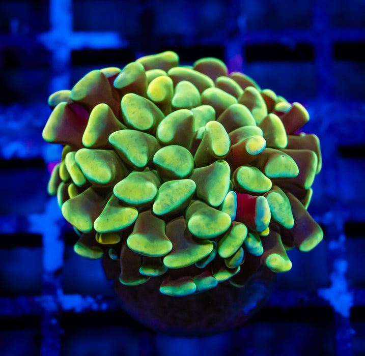 Euphyllia Gold Green Branched Hammer