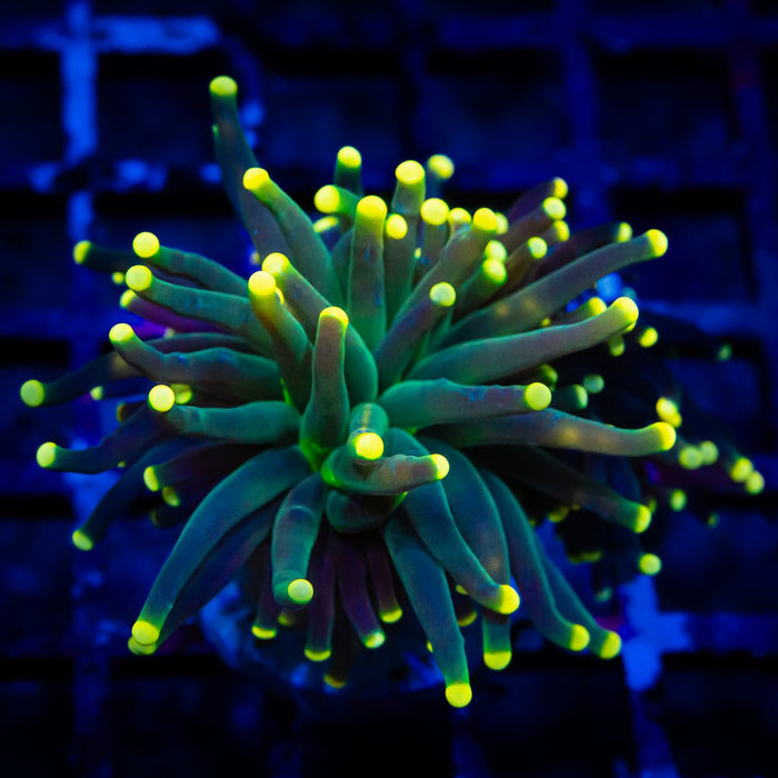 Euphyllia Yellow Tips Torch