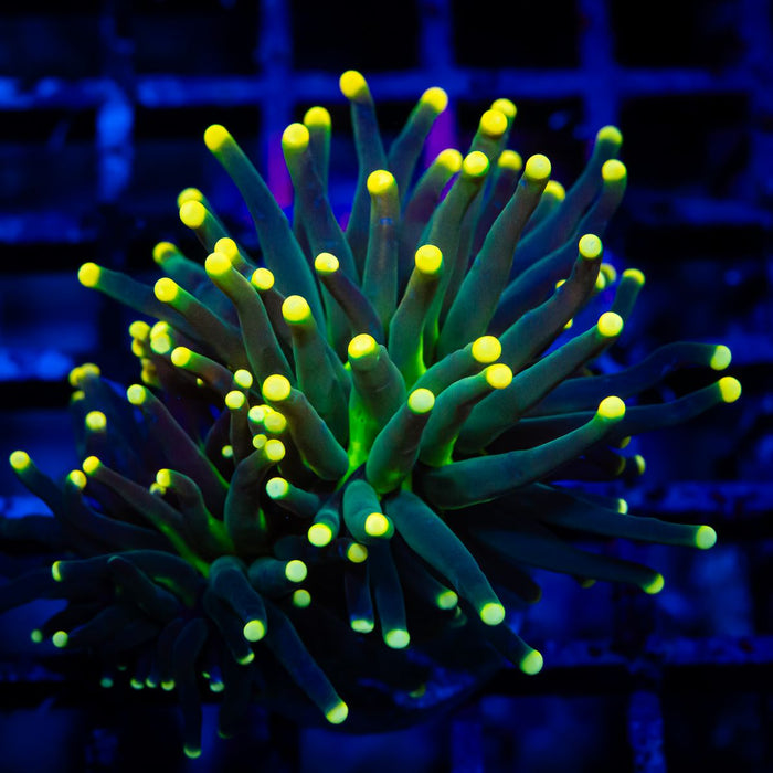 Euphyllia Yellow Tips Torch