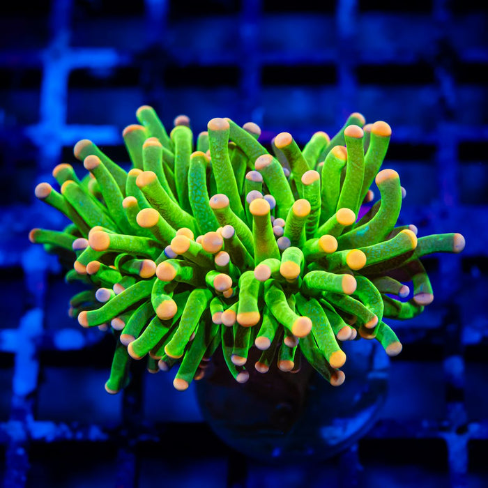 Euphyllia Hulk Green Pink Dots