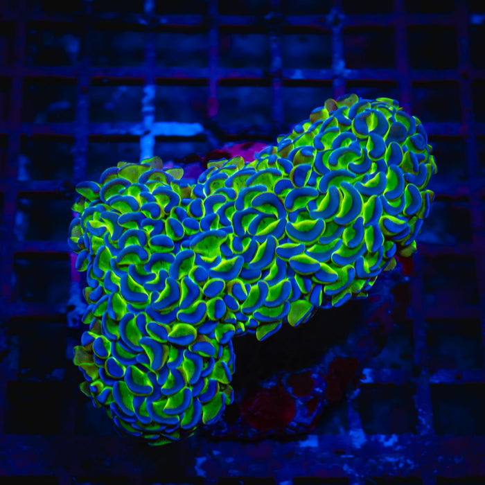 Euphyllia Super Blue Green Wall