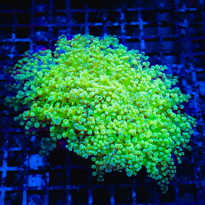 Euphyllia Frogspawn Super Green Wall