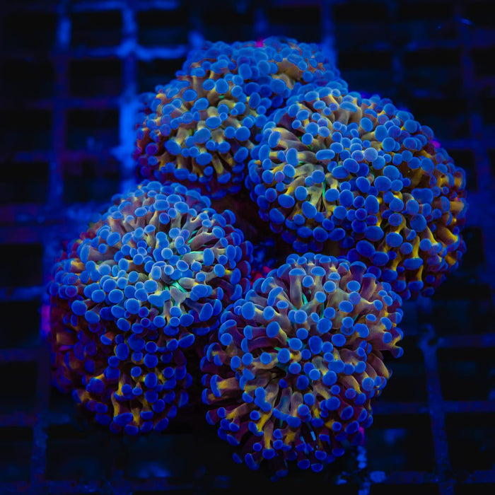 Euphyllia Branching Gold Blue