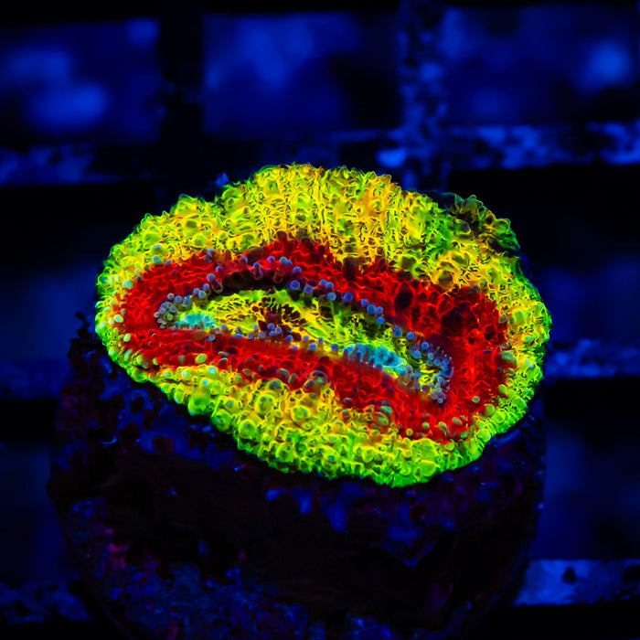 Super Bright Ultra Ausse Multicolor Lobophyllia