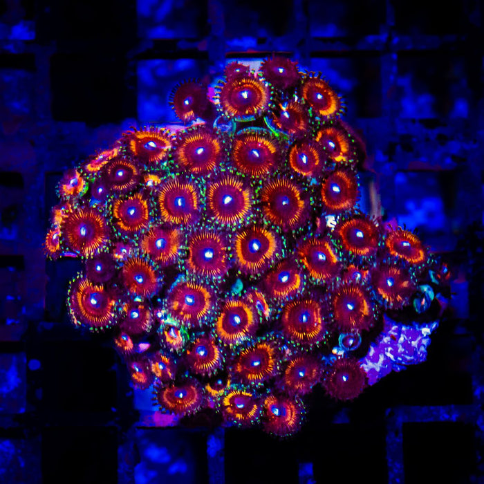 Bright Zoas Colony