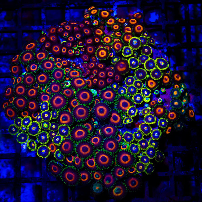 Super Ultra Bright Mix Zoas Colony