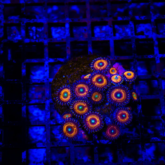 Ultra Zoas Mini Colony