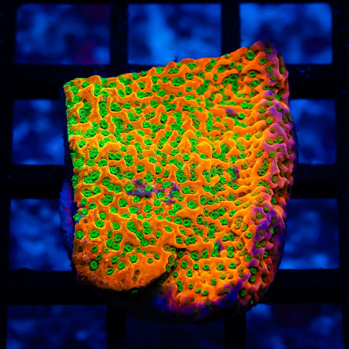 Montipora Rainbow Ultra