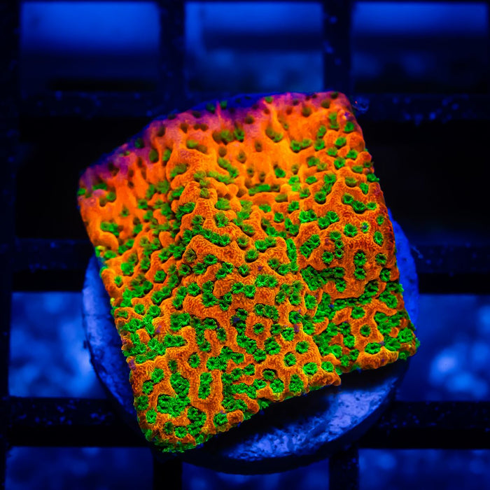 Montipora Rainbow Ultra