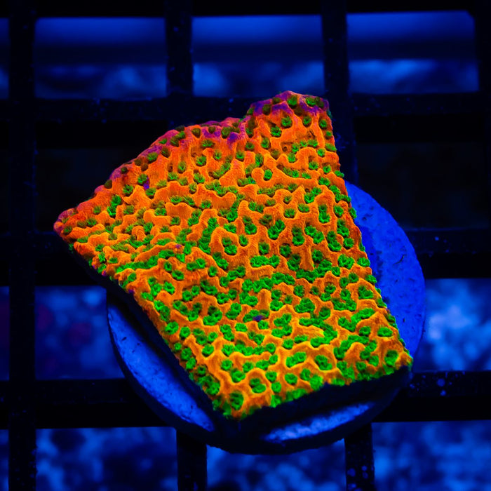 Montipora Rainbow Ultra