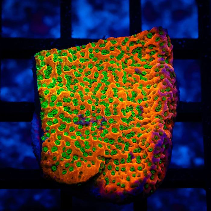 Montipora Rainbow Ultra