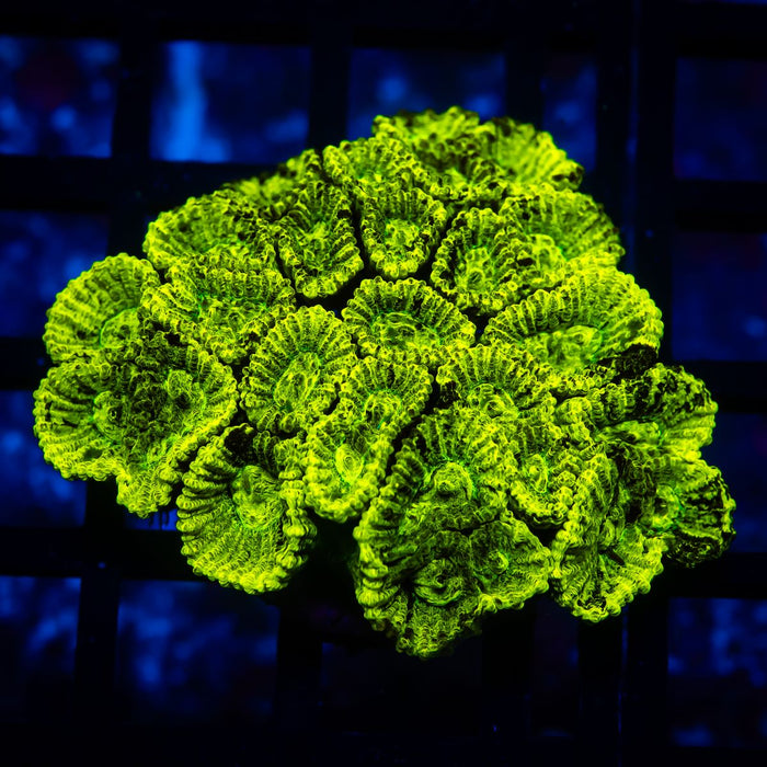 Ultra Green Favia Frag