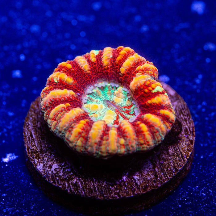 Scolymia Button Coral