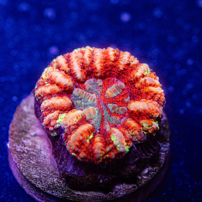 Scolymia Button Coral