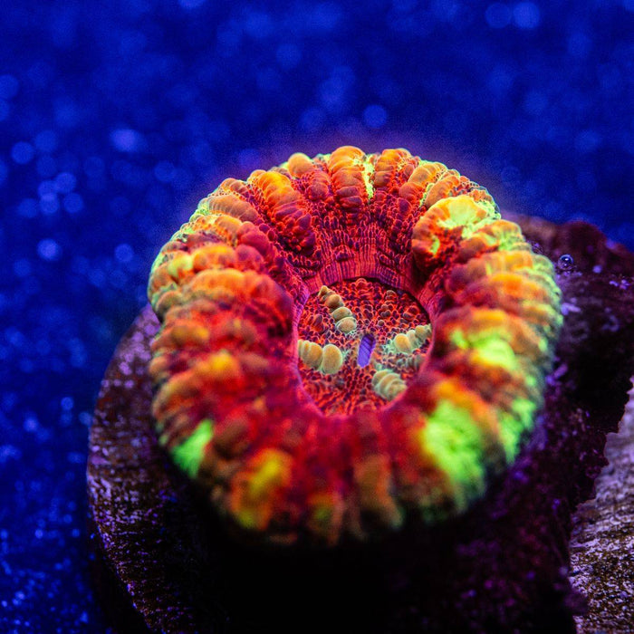 Scolymia Button Coral