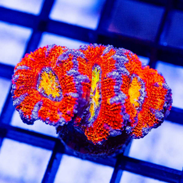 Red Blue Rainbow Acan Frag