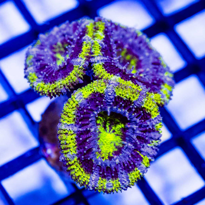 Blue Neon Green Acan Frag