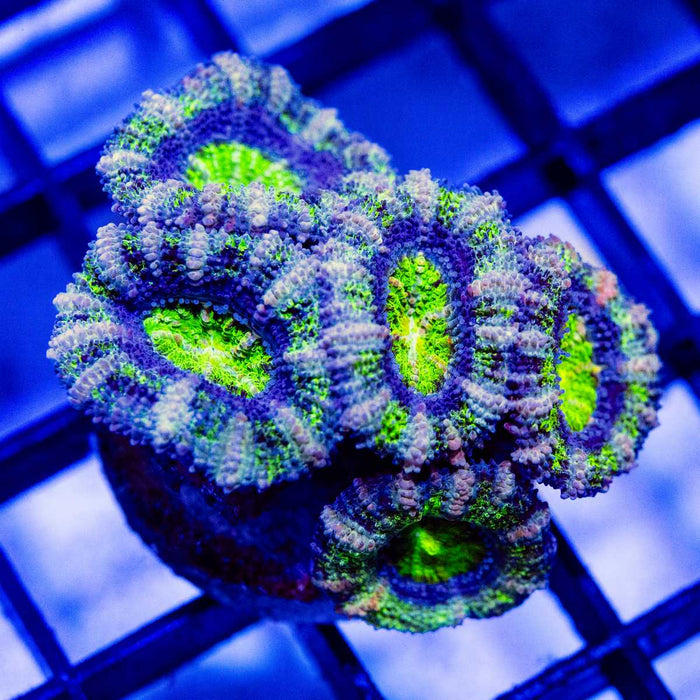 Green Blue Acan Frag