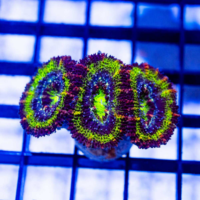 Ultra Rainbow Acan Frag