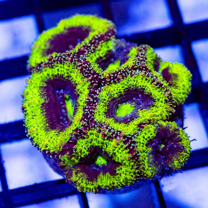 Neon Green Acan Frag