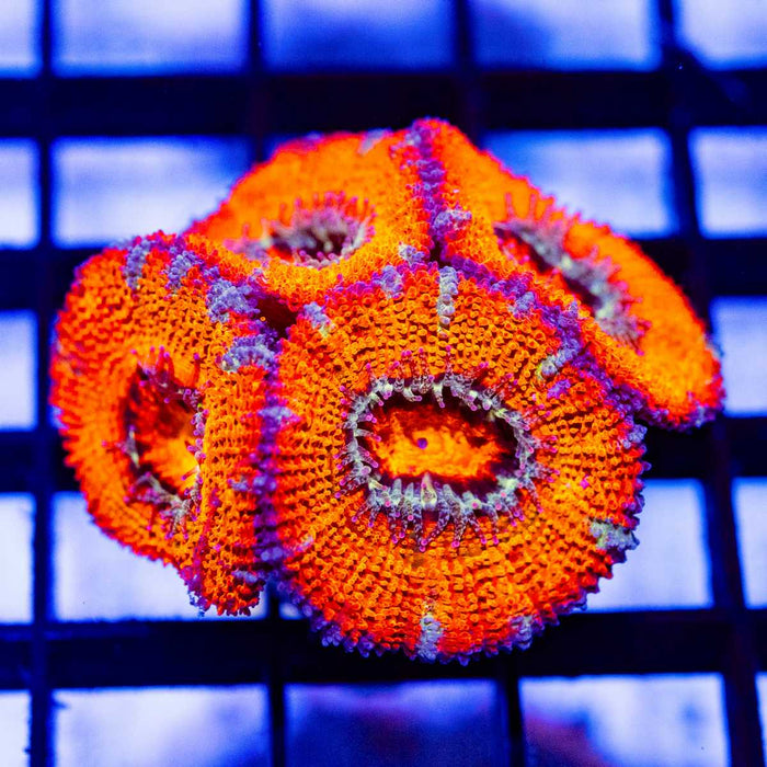 Super Bright Red Acan Frag