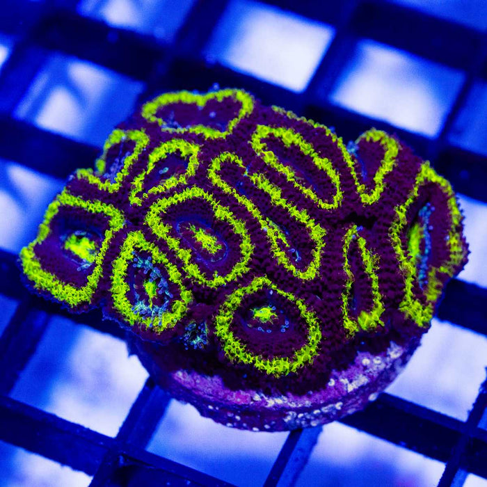 Blue Neon Green Acan Frag