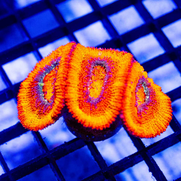 Red Big Acan Frag