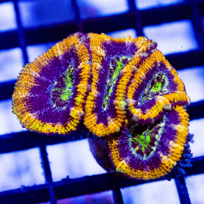 Ultra Orange Rainbow Acan Frag