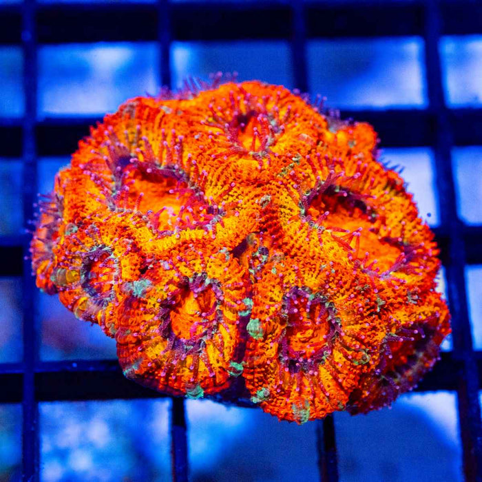 Crazy Super Bright Acan Frag