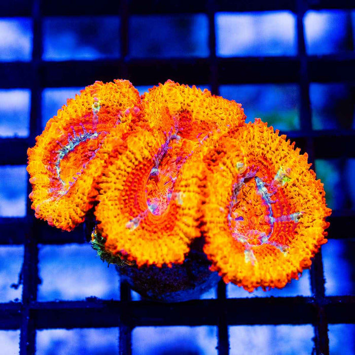 Acans Orange Colored