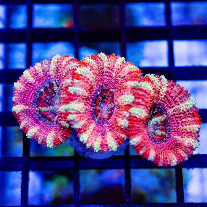 Red Pink Acan Frag