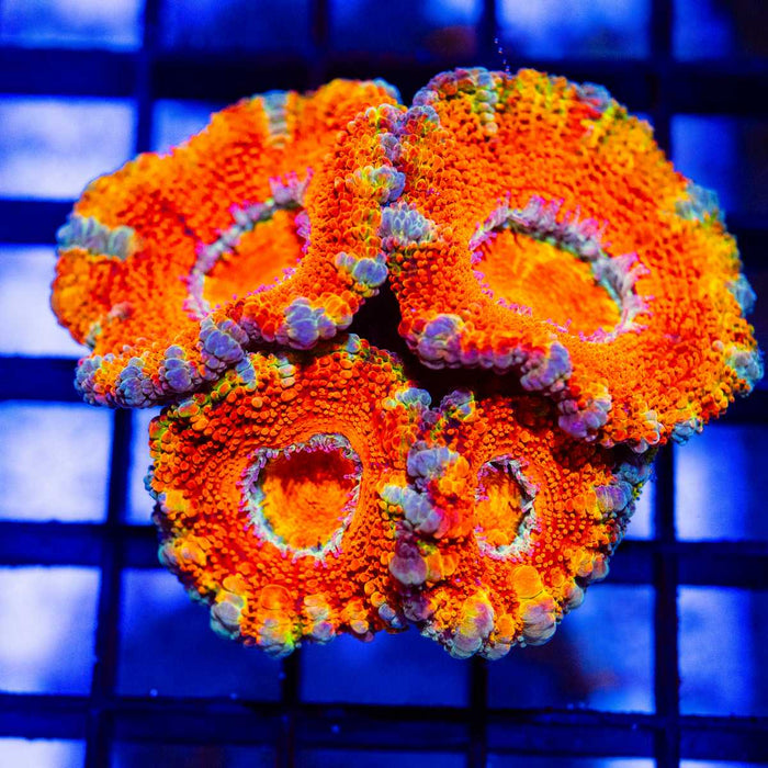 Red Big Acan Frag