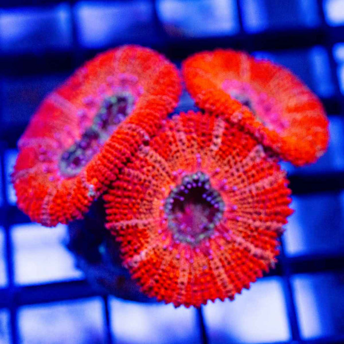 Red Acan Frag