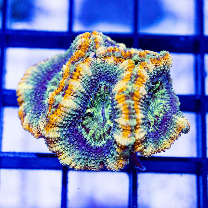 Rainbow Blue Acan Frag