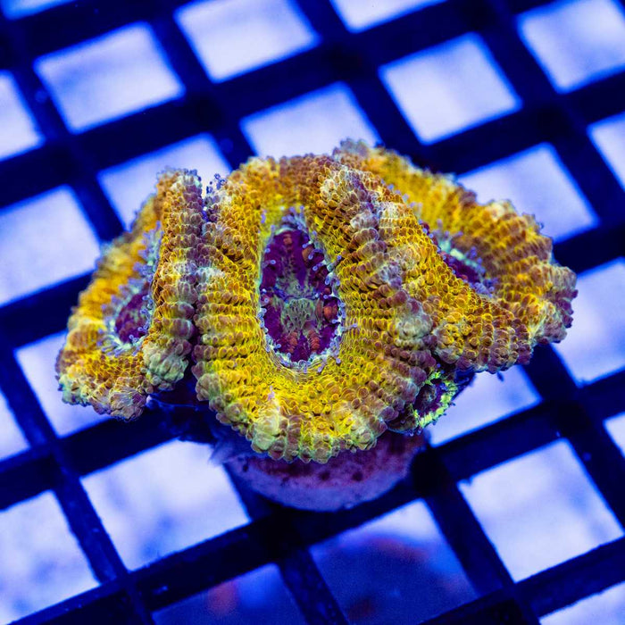 Super Ultra Orange Rainbow Acan