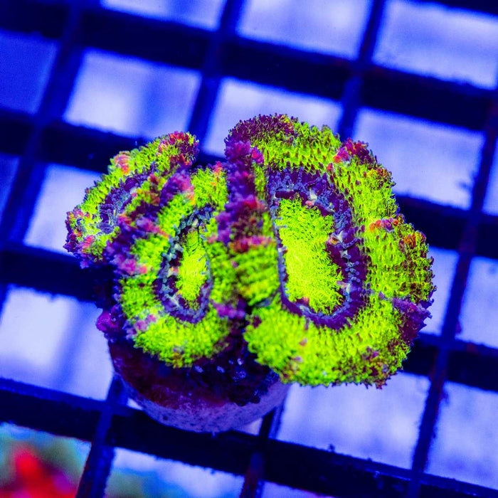 Green Pink Acan Frag