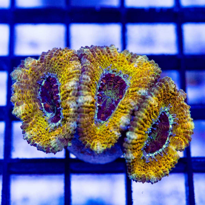 Super Ultra Orange Rainbow Acan Frag