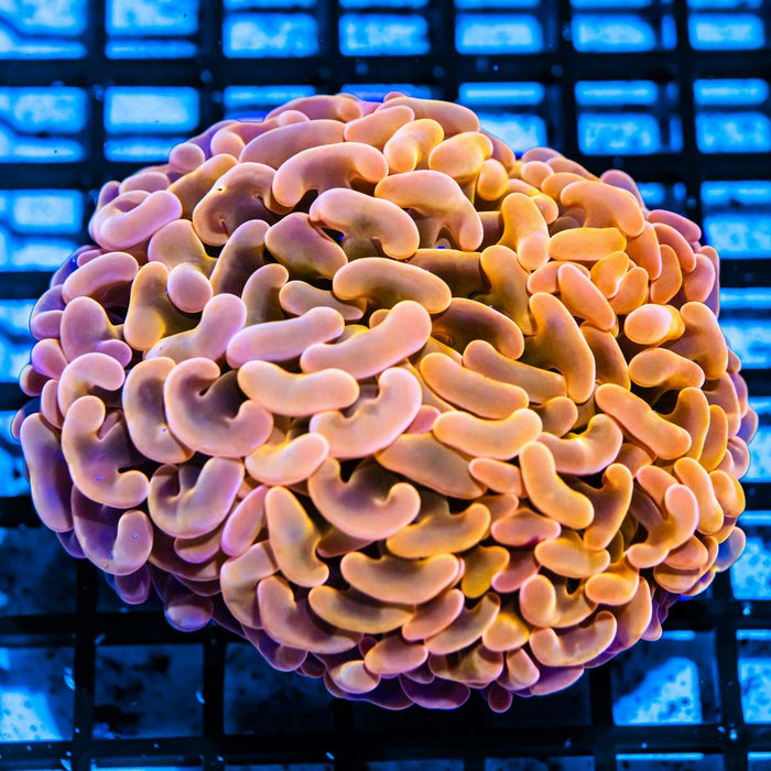 Euphyllia ultra grade gold hummer coral