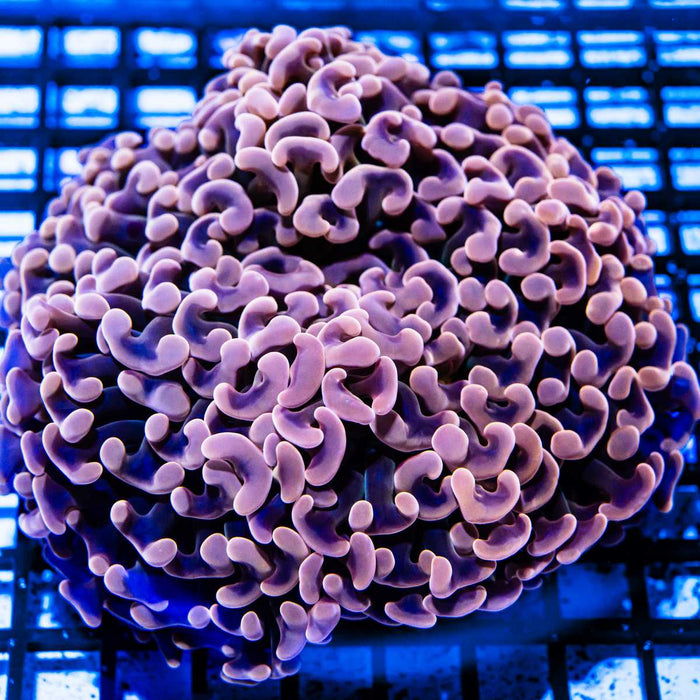 Euphyllia Violet-Pink Big Hammer