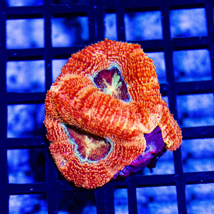 Acanthastrea Bowerbanki Super Contrast Eye Abyss