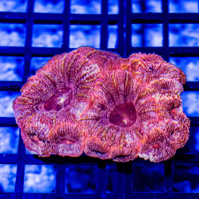 Acanthastrea Bowerbanki