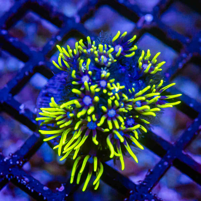 Neon Green Star Polyp Coral