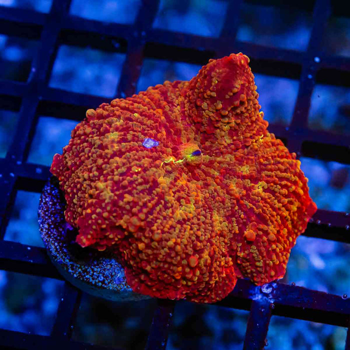 Discosoma Ultra Red-Gold-Orange