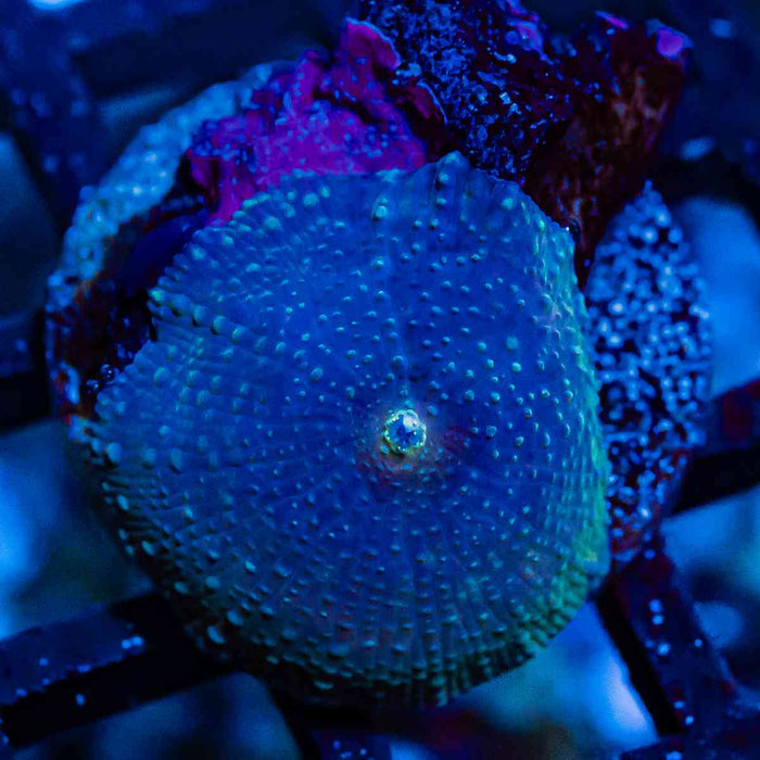 Blue Dots Mushroom